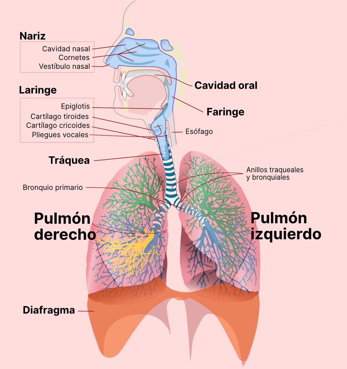 Fisiologia Sistema Respirat rio Pdf FDPLEARN Fisiologia Sistema Respirat rio Pdf FDPLEARN